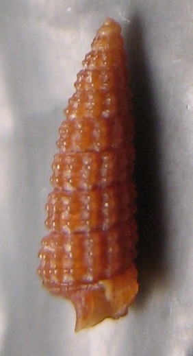 Krachia cylindrata Jeffreys,1885